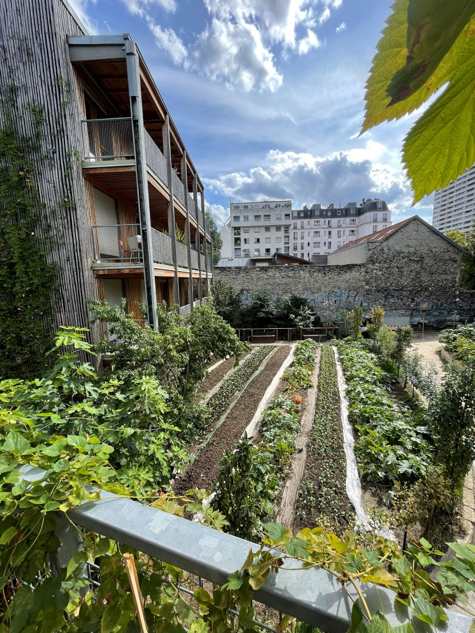 widok na grządki uprawne w ogrodzie między budynkami